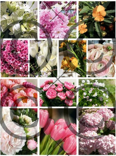 Hovedbilde BLOMSTERKLIPP 2