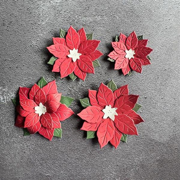 Poinsettia