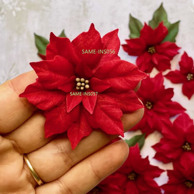 Die Poinsettias - Dia 6,2 cm. 5,2 cm, 4,3cm cm